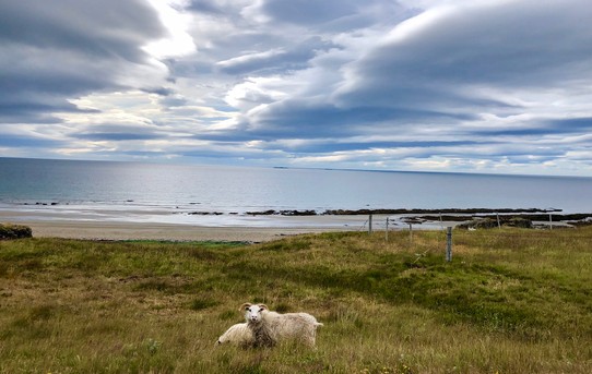 Island - Vesturbyggð - So schön... 🥰 Das Schaf sieht nun tatsächlich so aus, finde ich, wie das Schaf auf meiner an meine Eltern versendete Postkarte... 😍👍