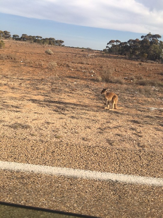 Australien - Norseman - ...aber das eine oder andere Känguru. Leider hat man auch alle 50 Meter ein totes Känguru gesehen.