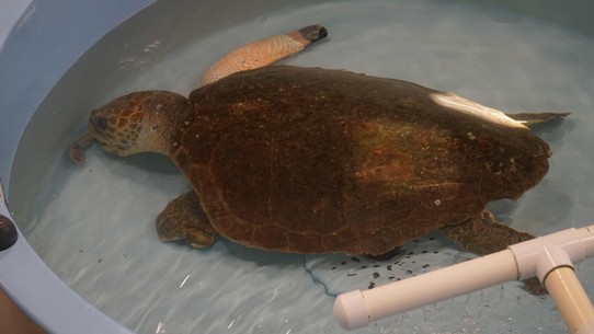 USA - Ponce Inlet - Riesenschildköte, die rechte Vorderflosse konnte noch bandagiert werden, die linke ist ganz abgeschnitten worden. Durch weggeworfene Angelsehne. Sie wird nie wieder schwimmen können.