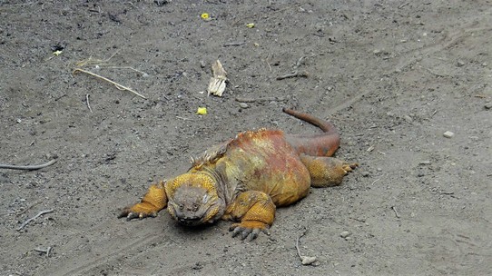 Ecuador - Isabela Island - Land iguana