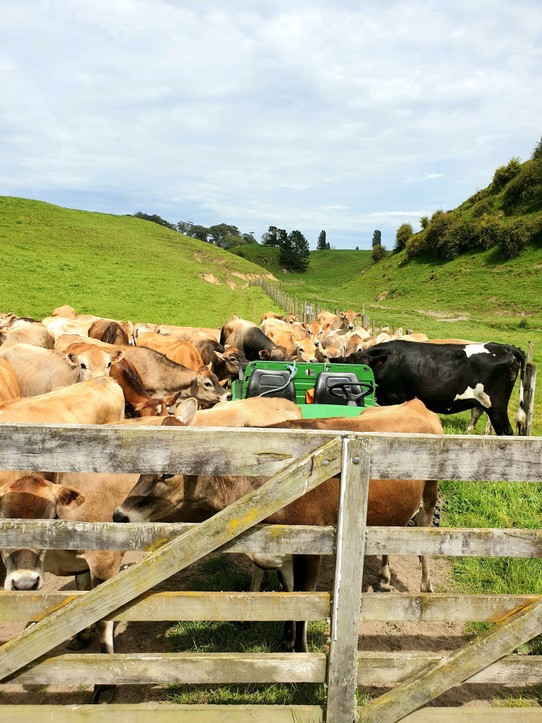 Neuseeland - Putaruru - Unser Gefährt wird erstmal von den Kühen begutachtet..🤣