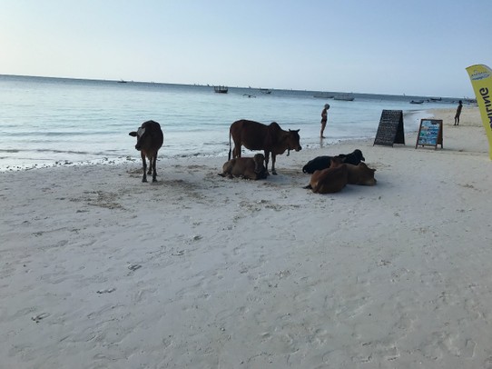 Tansania - Nungwi - Kühe am Strand