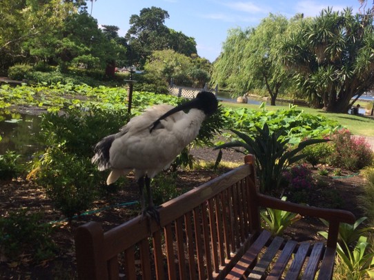 Australia - Annandale - These birds are everywhere in Parks in Sydney. 