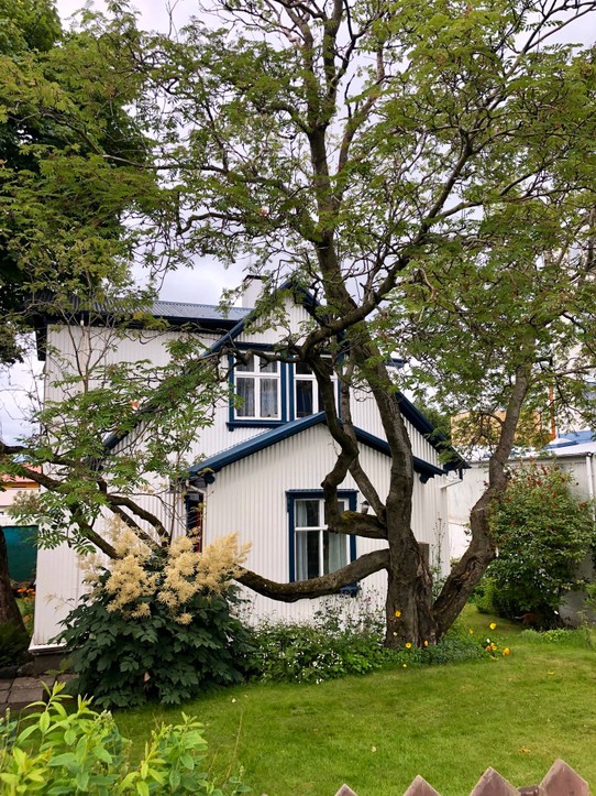Island - Reykjavík - Überall stehen hier kleine lauschige Häuschen in schönen Gärten. Gefällt mir sehr...