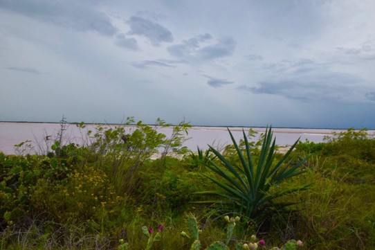 Mexiko - Río Lagartos - Der pinke See 