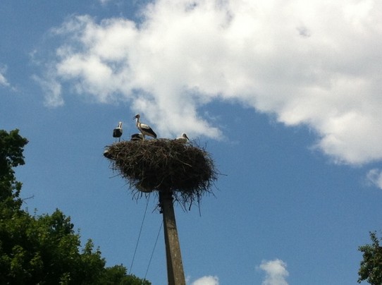Lithuania - Vilnius - ...Storche, überall Storche. Alle paar Meter ein Nest.