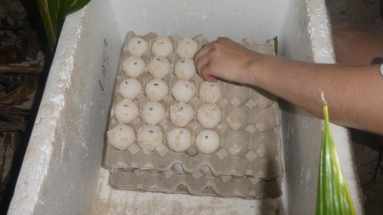Seychellen -  - Richtige Lagerung der Eier
