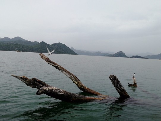 Montenegro - Virpazar - Der Pelikan ist kurz vorher Weg geflogen. 
