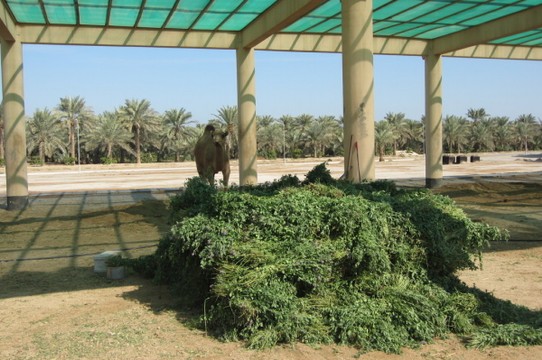 Bahrain - Manamah - Frischfutter für die Kamele