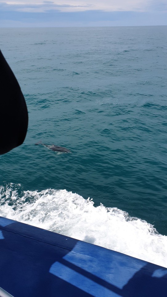Neuseeland - Kaikoura - Leider gibt es keine guten Bilder der Delfine.. sie waren zu schnell🐋😂 Videos habe ich im Überfluss😂