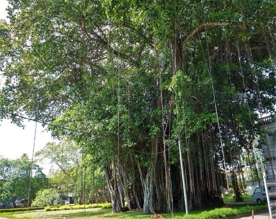 Sri Lanka - Colombo - Baum mit Luftwurzeln 