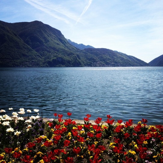 Schweiz - Lugano - Lago Maggiore e fiore