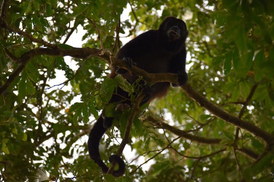 Costa Rica - La Cruz - Wenn man das Gebrüll hört glaubt man Wunder wie groß die Affen sind. Sie haben aber nur die Größte eines Schimpansen.