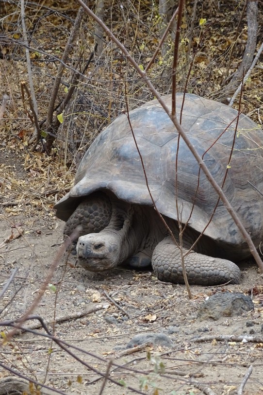 Ecuador - Isabela Island - Wild Giant Tortoise