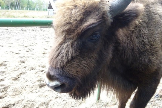 Belarus - Brest - A young bison, before it figured I had no food