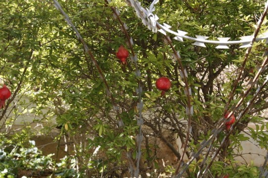 Libanon - Beirut - Granarapfel hinter Stacheldraht - Frechheit!