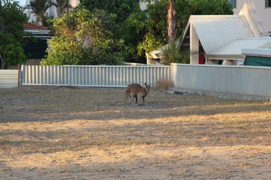 Australien - Macleod - Ein Känguru mitten in der Stadt... was alles so im Kalbarri rum hüpft  
