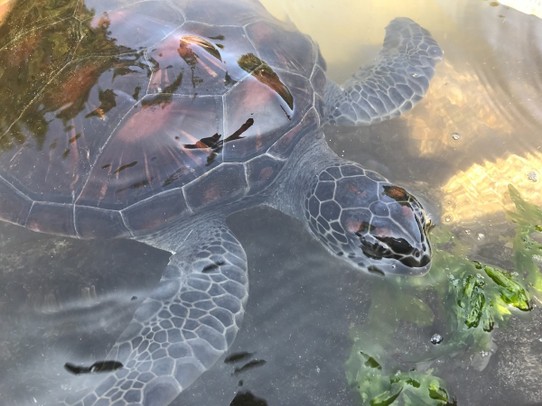 Tansania - Nungwi - Schildkröten in der Auffangstation