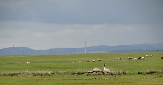 Mongolia - Baganuur - Demosel Crane