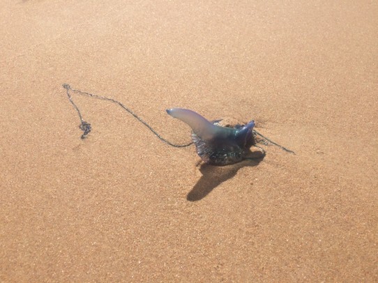 Australia - Annandale - Blue bottlefish on Manly beach