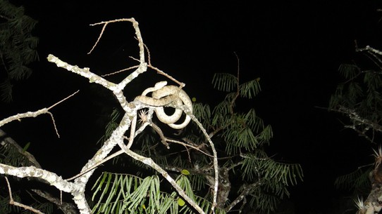 Ecuador - unbekannt - The tree boa