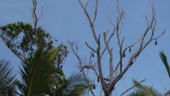 Seychellen -  - Tagaktive Fledermäuse rasten sich mal aus