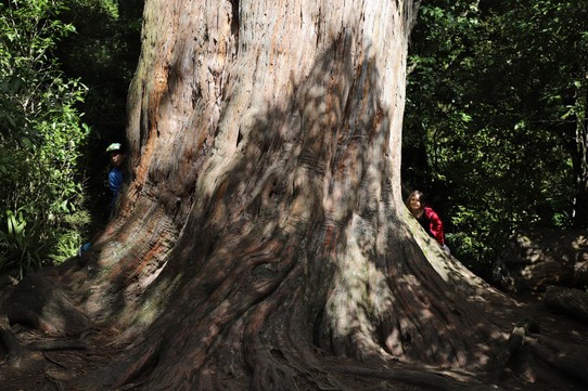 Neuseeland - Lake Tekapo - Big Tree im Peel Forest inkl. Magalie und NIcolas