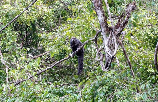 Ecuador - unbekannt - Woolly monkey
