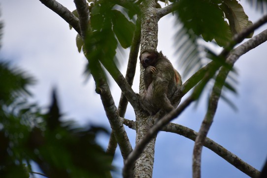 Costa Rica - Tilarán - Unser erster Gedanke eine Sloth Tour. Sloth werden hier die Faultiere genannt.