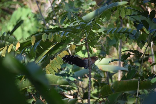 Costa Rica - La Cruz - Ein Squirrel Cuckoo, eine Kuckucksart.