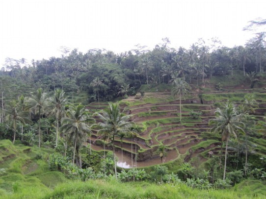 Republik Indonesien - Ubud - Endlich in den Reisfeldern