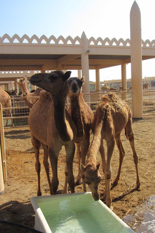 Bahrain - Manamah - Babykamele auf der Farm des Sultans