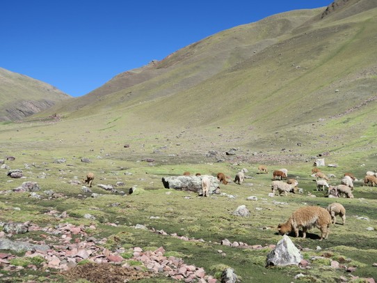 Peru - Nevado Auzangate - troupeau d'alpaga