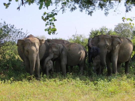 Sri Lanka - Udawalawe National Park - 