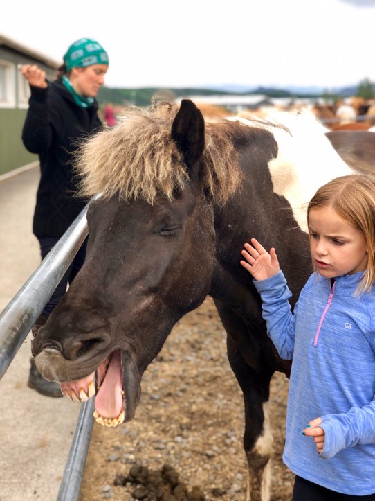 Island - Hafnarfjörður - Das ist das Pferd, dass Freia vorher geritten hat. Auch müde😆👍