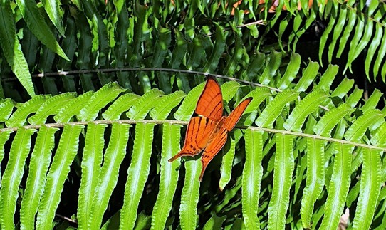 Ecuador - unbekannt - butterfly