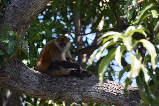Nicaragua - Granada - Manche werden auch nur von Affen bewohnt.