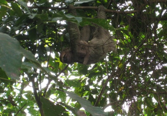 Costa Rica - Quepos - Ein faules Tier