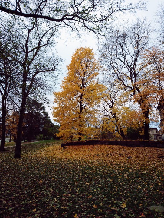 Finnland - Helsinki - Herbst mal gelb