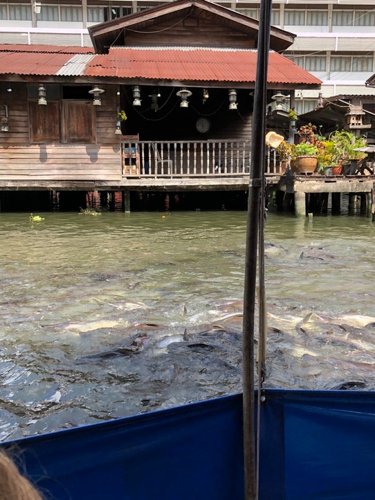 Thailand - Bangkok - Fische füttern auf dem Kanal