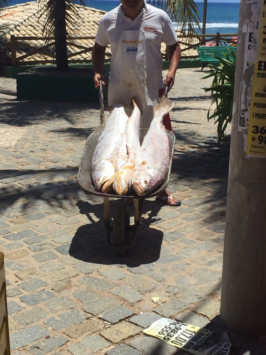 Brasilien - Camaçari - Der fangfrischem Fisch