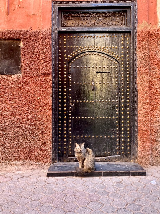 Marokko - Méchouar Kasba - Cats of Marrakesh II