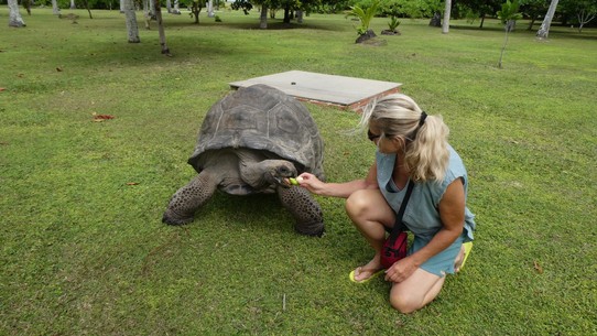 Seychellen -  - Schildkröten lieben Äpfel und gefüttert zu werden