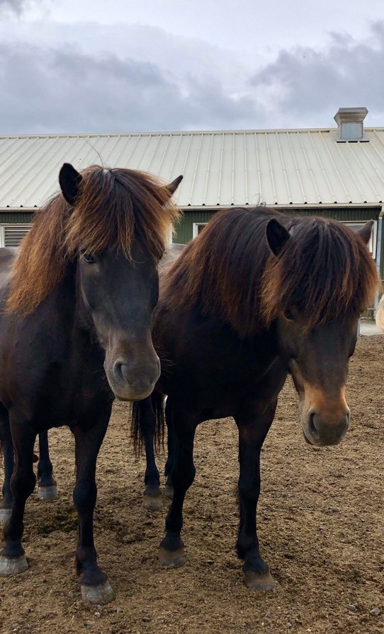 Island - Hafnarfjörður - Oftmals Freunden sich dann doch gleichfarbige Pferde miteinander an...