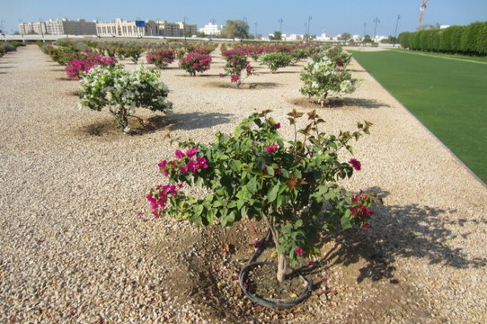 Oman - Muskat - Bewässerungssystem 