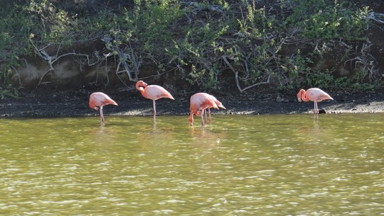 Ecuador - Rabida Island - Flamingos on Rabida  