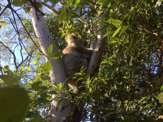 Australien - Paynesville - Koala Mutter mit Kind