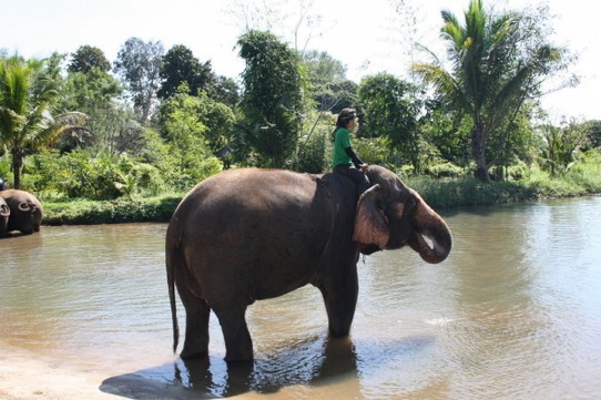 Thailand - Chiang Mai - Baden mit Elefanten im Rescue Elephant Park
