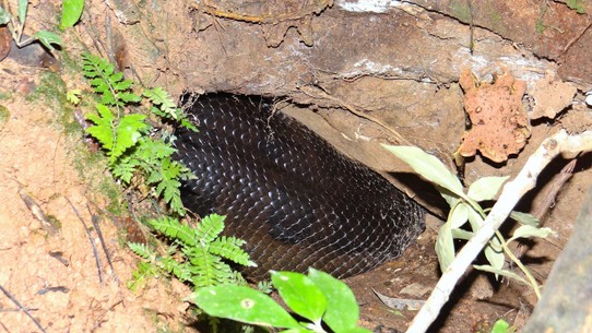 Ecuador - unbekannt - Mah-hoo-siv Anaconda