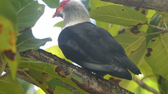 Seychellen -  - Seychelles Blue Pigeon